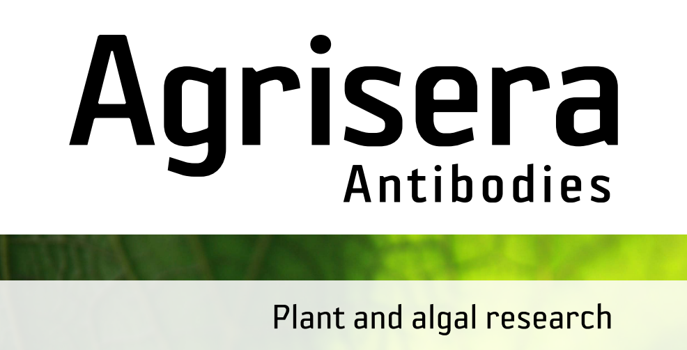 Agrisera MicroRNA相關(guān)研究植物蛋白抗體火熱促銷中！